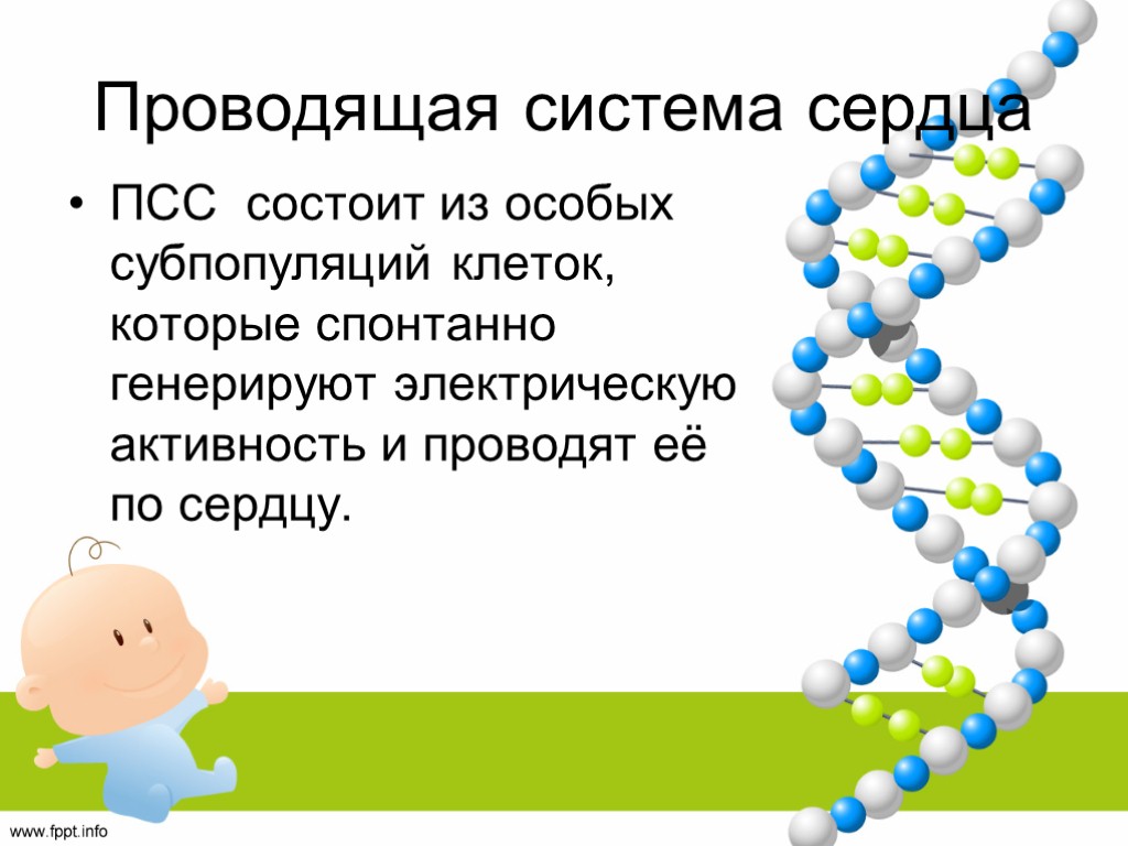 Проводящая система сердца ПСС состоит из особых субпопуляций клеток, которые спонтанно генерируют электрическую активность